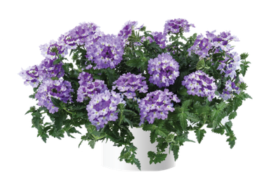 1552 Вербена VANESSA Bicolor Indigo