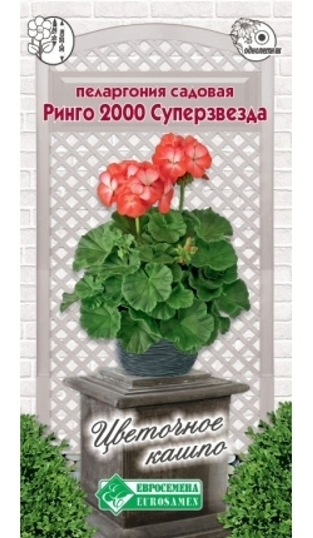 Пеларгония садовая Ринго 2000 Суперзвезда