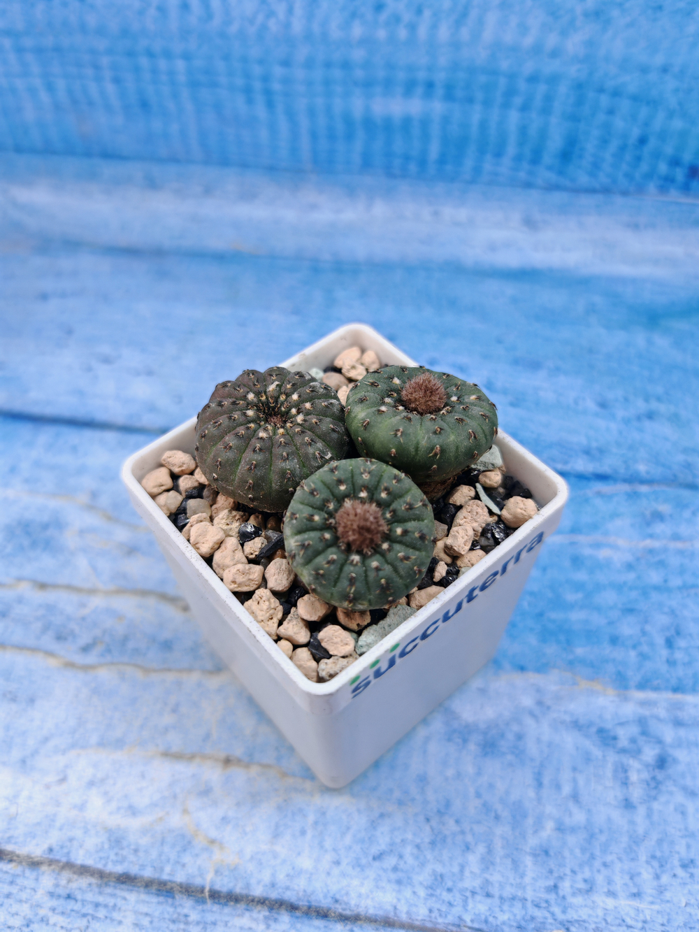Frailea Castanea (Фрайлея)