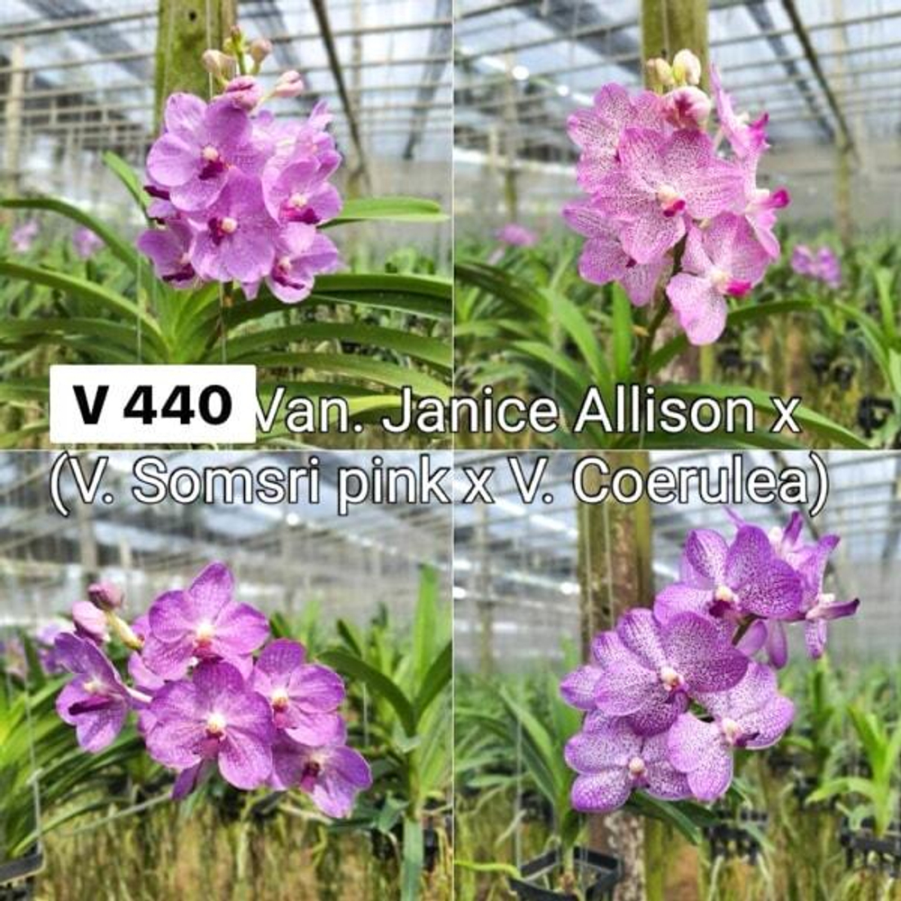 Ванда VAN JANICE ALLISON X V SOMSIRI PINK X V COERULEA #440