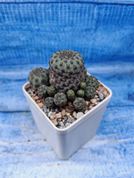 Sulcorebutia Rauschii (Сулькоребуция)