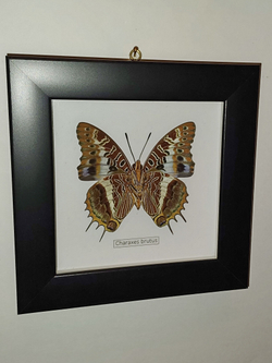 Бабочка Charaxes brutus в рамке