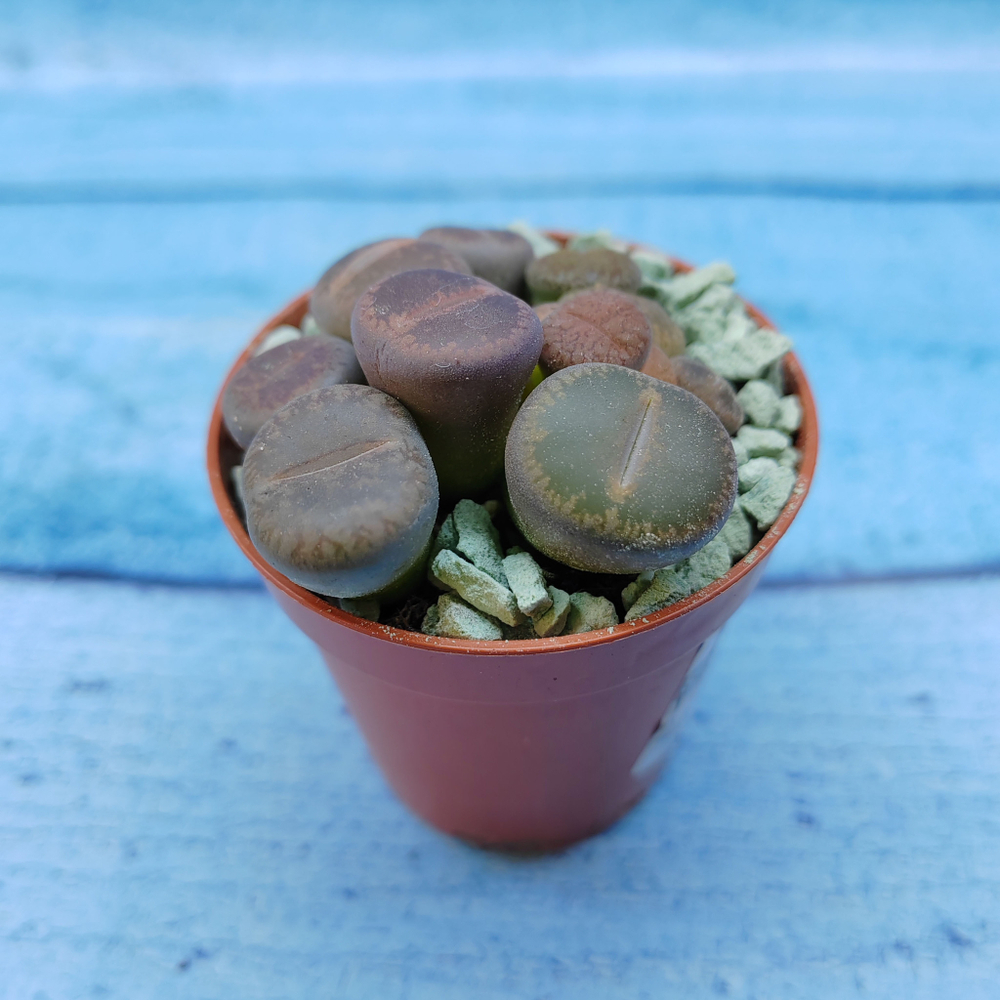 Lithops sp. (Литопсы)