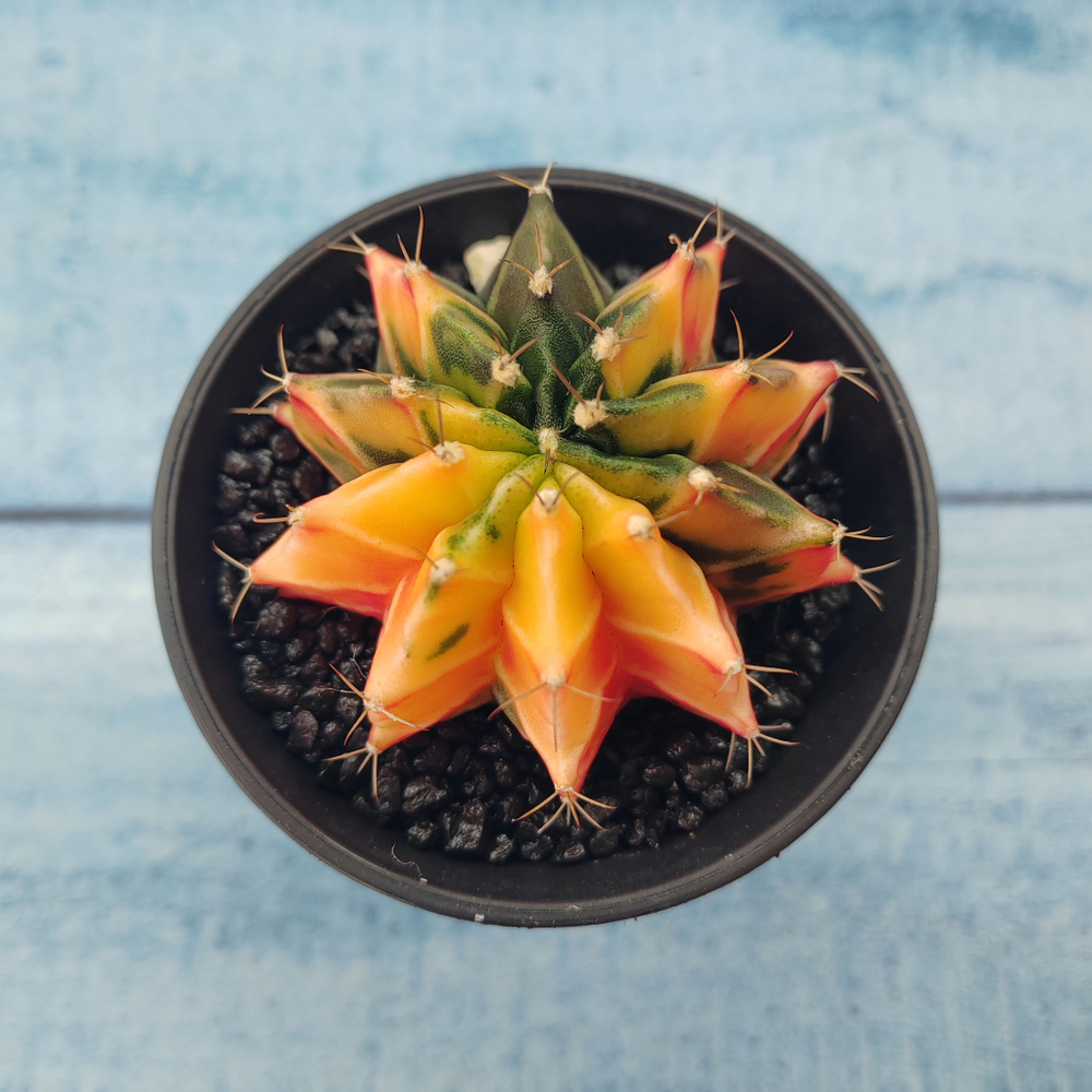 Gymnocalycium Variegata (Гимнокалициум Вариегатный)