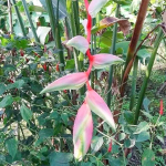 Геликония CHARTACEA PINK