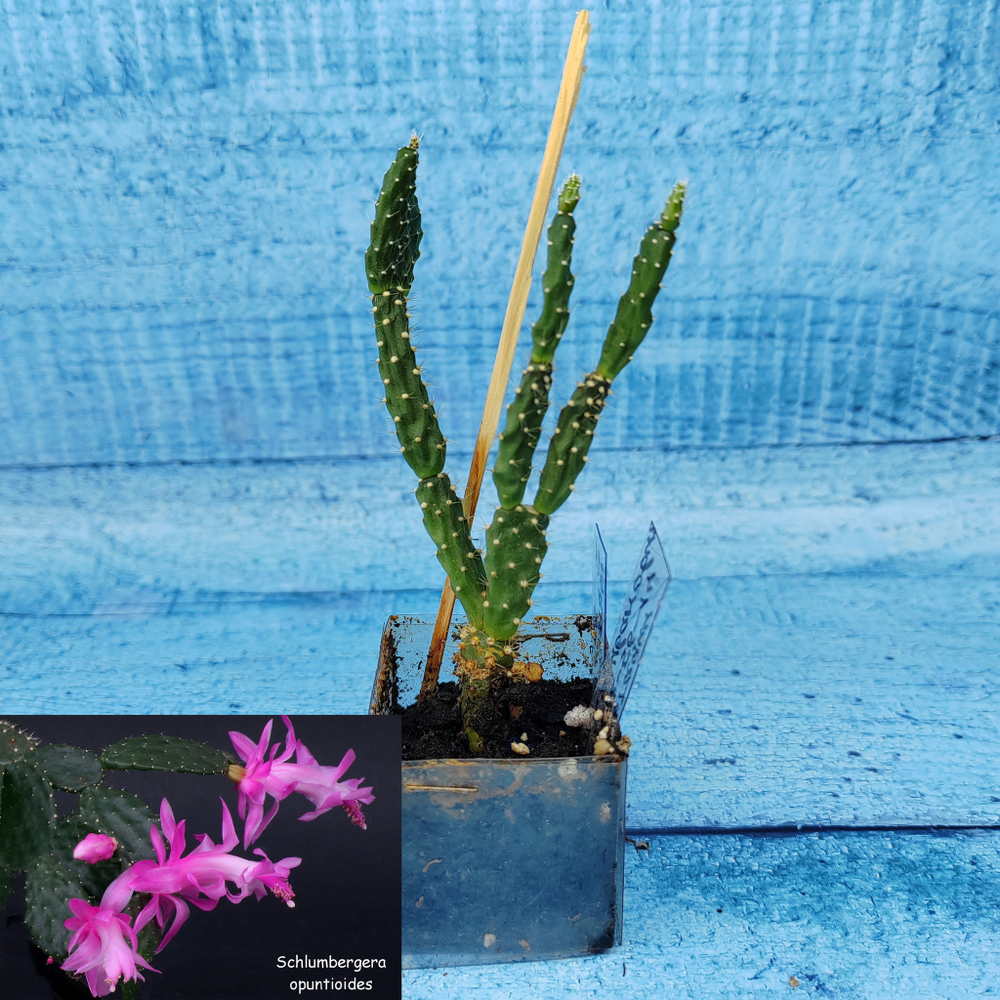 Schlumbergera Opuntioides (Декабрист)