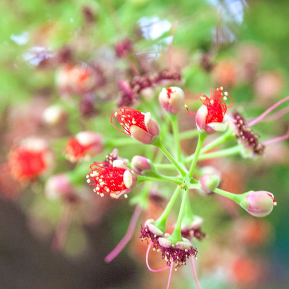 Баррингтония остроконечная – Barringtonia acutangula