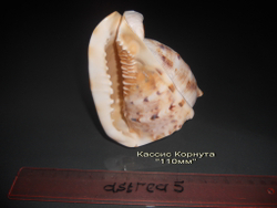 Кассис Корнута 100-120-150 мм