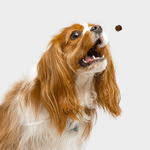 Функциональное лакомство Favet MultivitaminDog Soft Chews для кожи и шерсти для собак, 120г