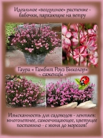 Гаура Гамбит Роза биколор двухцветная