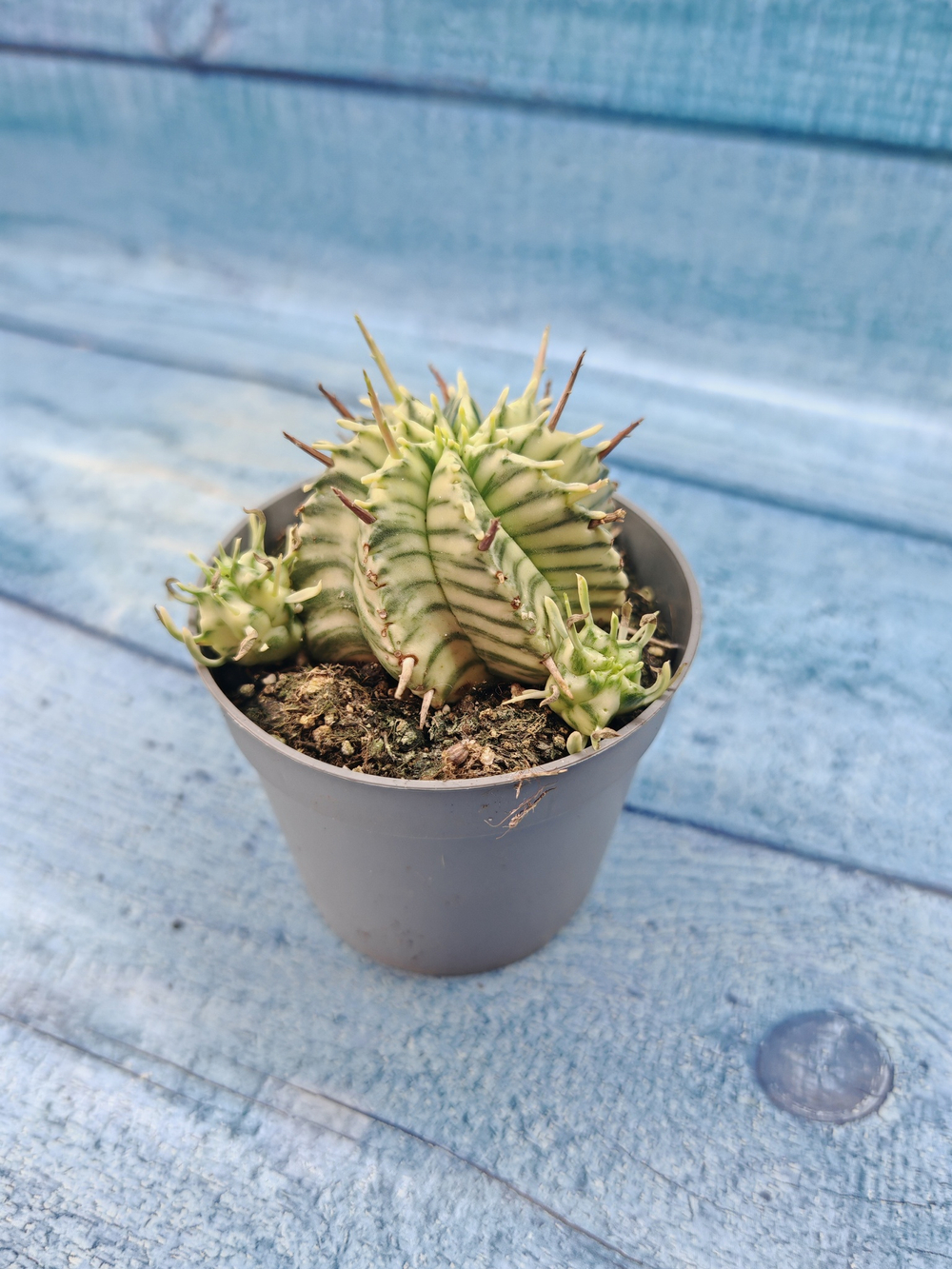 Euphorbia meloformis f. Variegated (Эуфорбия вариегатная)