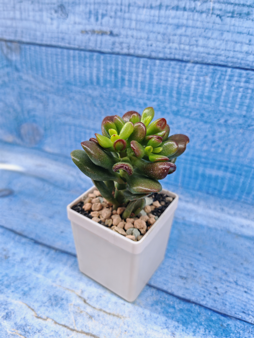 Crassula Ovata Gandalf (Крассула)