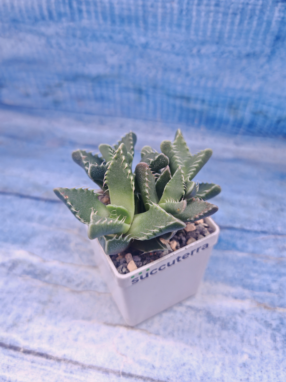 Faucaria Tigrina (Фаукария)