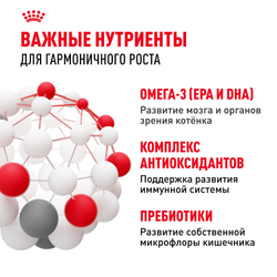 Royal Canin Kitten Корм сухой сбалансированный для котят в период второй фазы роста до 12 месяцев - 0,3 кг
