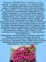 Петуния Бланкет Роуз