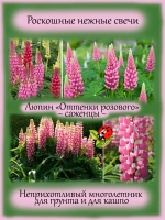 Люпин Оттенки розового многолетник