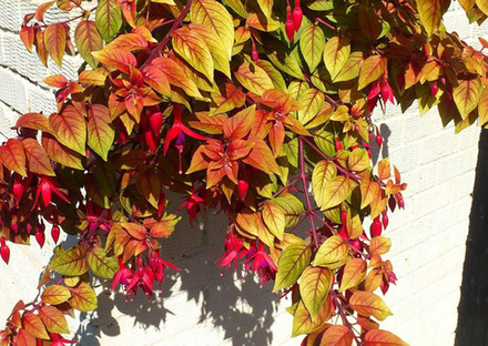 ЕВРО неукор Фуксия Autumnales НЕукоренный черенок (срезы) НОЯБРЬ поставка 4