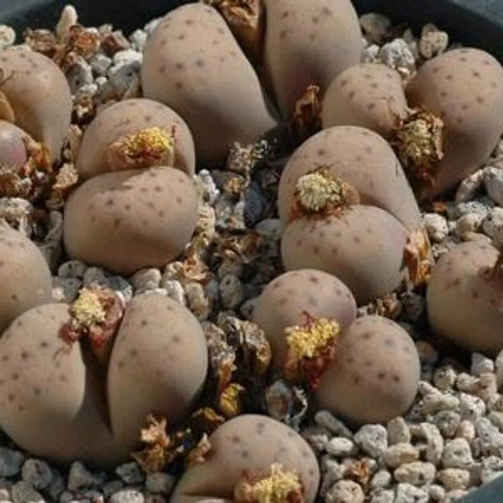 Литопс (C180 Lithops dinteri ssp. frederici) живые камни семена