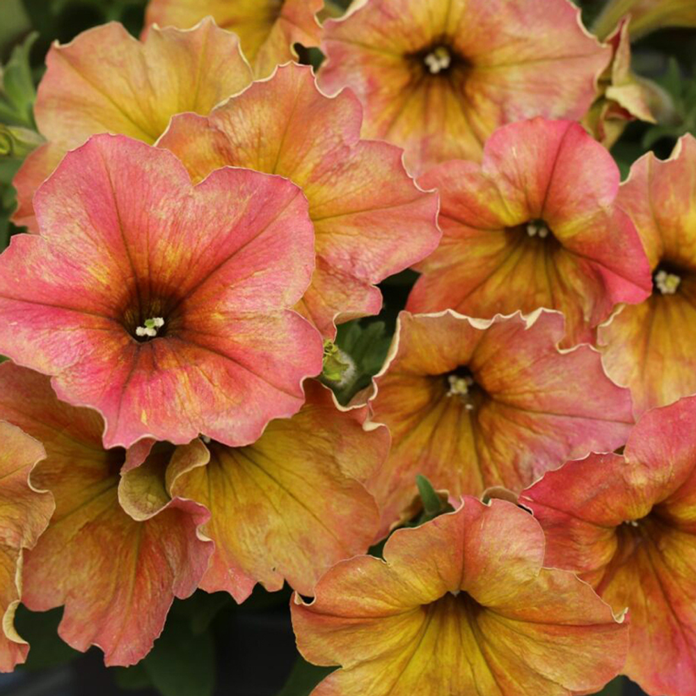 ЕВРО Петуния Crazytunia Terracota укорененный черенок ОКС