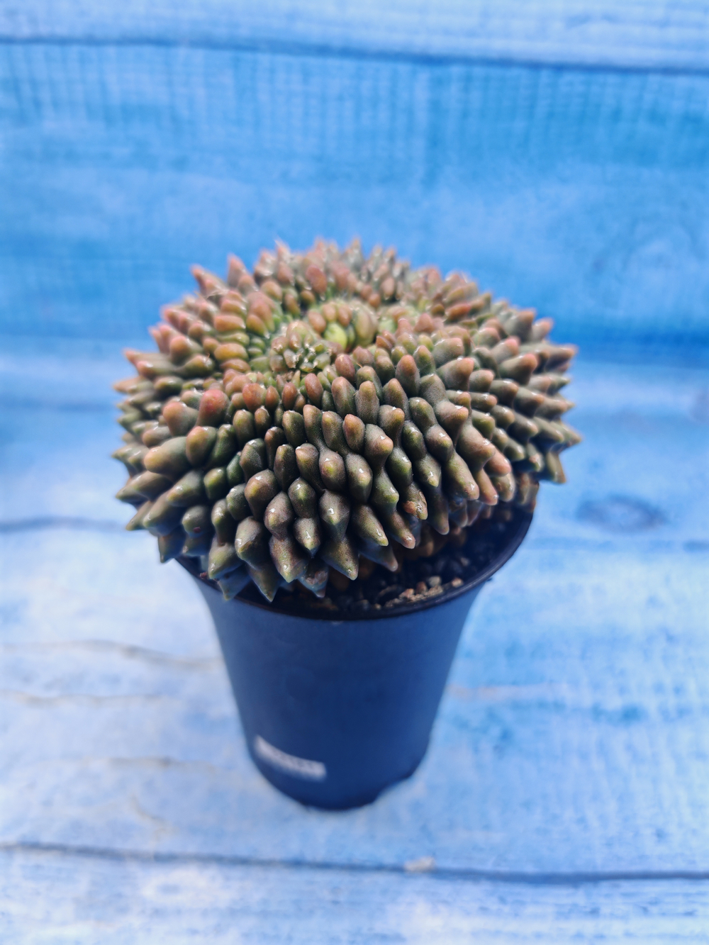Gymnocalycium Spineless Crested form (Гимнокалициум)