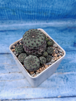 Sulcorebutia Rauschii (Сулькоребуция)