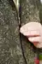 Брюки камуфляжные Зеленый пиксель прямого кроя Сорочка