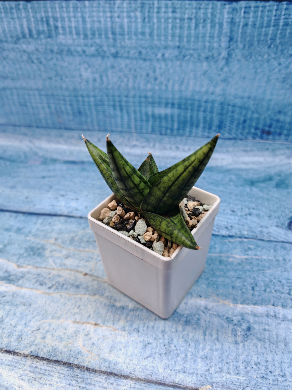 Sansevieria Rocky Crown (Сансевиерия)