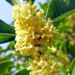 Османтус душистый – Osmanthus fragrans