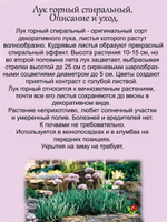 Лук горный спиральный многолетник