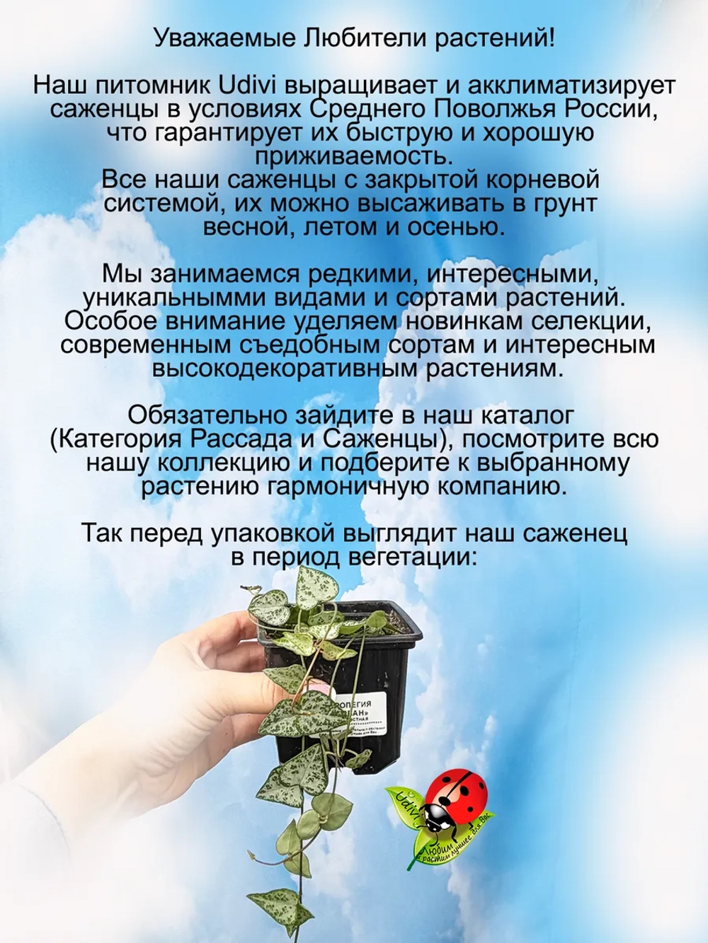 Церопегия Дурбан сердцелистная