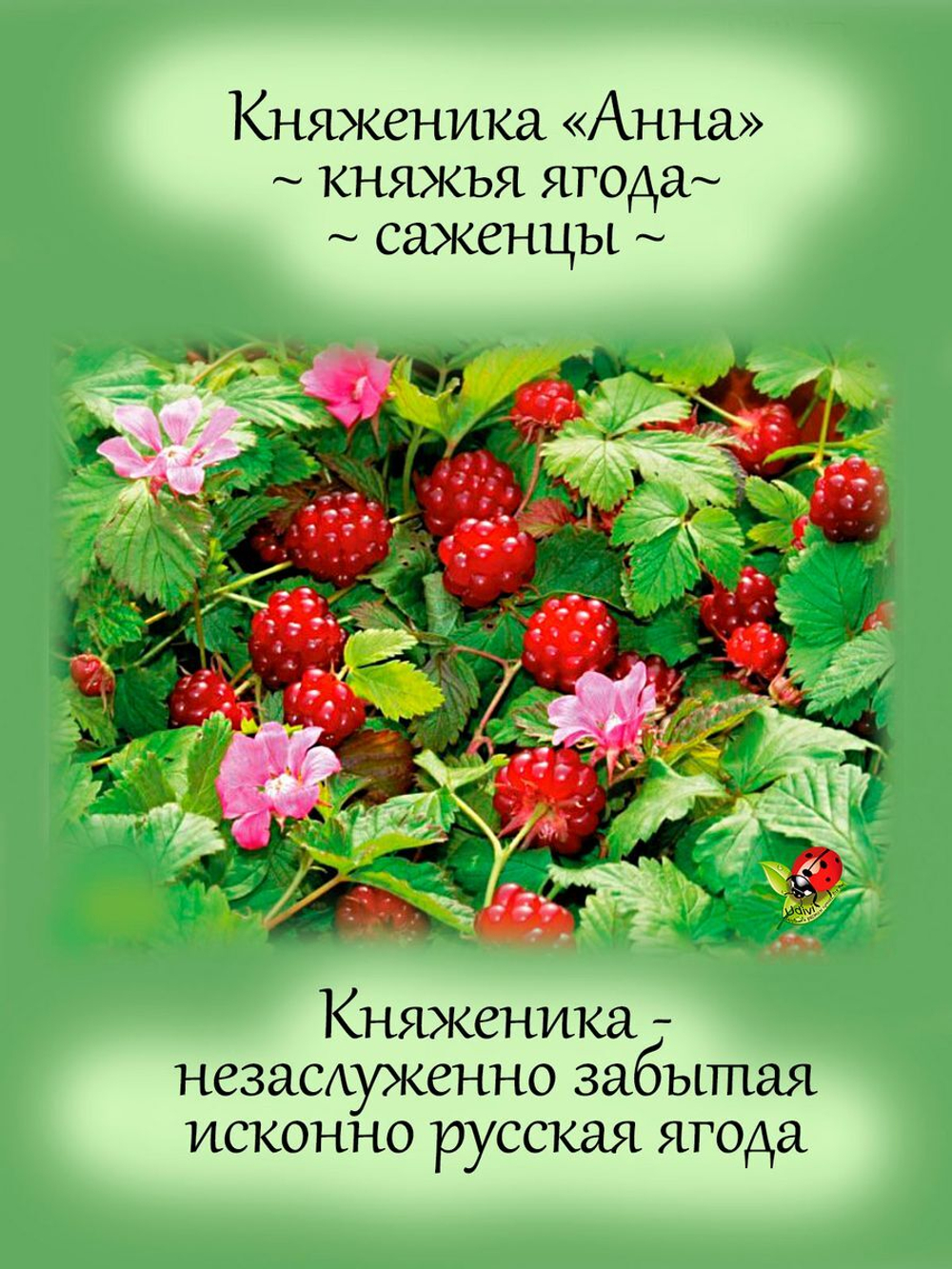 Княженика Анна арктическая малина княжья ягода