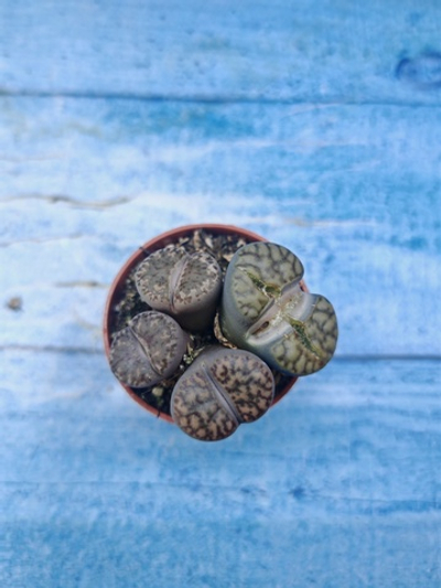 Lithops sp. (Литопсы)