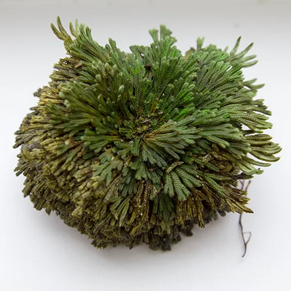 Иерихонская роза (selaginella lepidophylla) 7+ см
