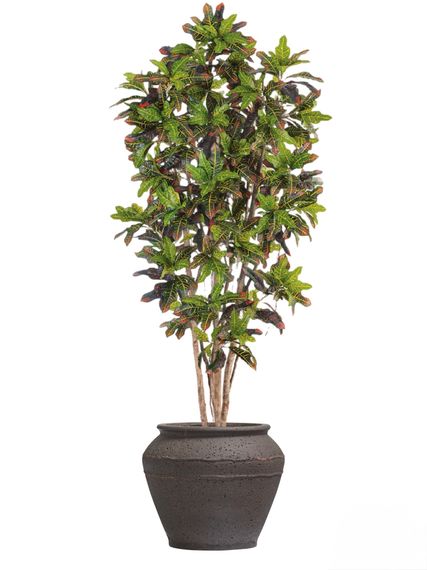 Комплект - Кротон 150 см в кашпо TREEZ ERGO - Nero