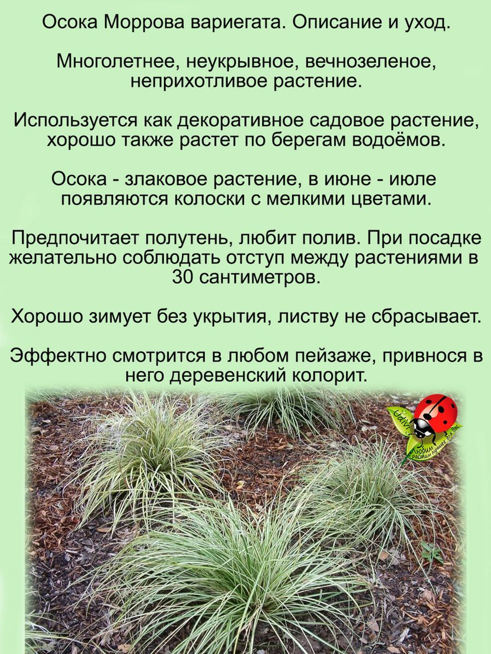 Злак Осока Моррова Вариегата многолетняя