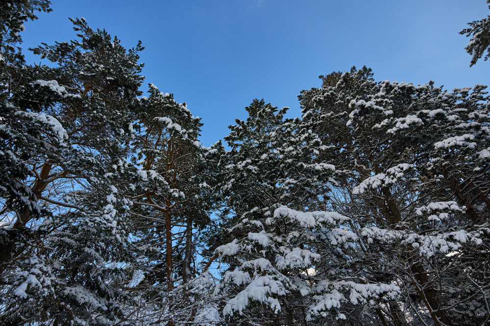 Объектив Sigma 15mm f/1.4 DC Contemporary Canon RF