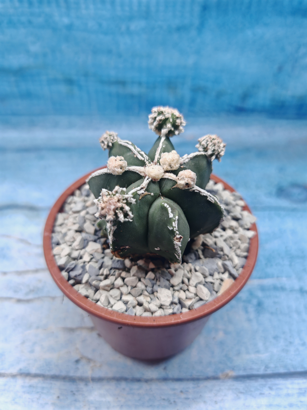 Astrophytum Myriostigma "Hakujo Fukuryu" (Астрофитум)