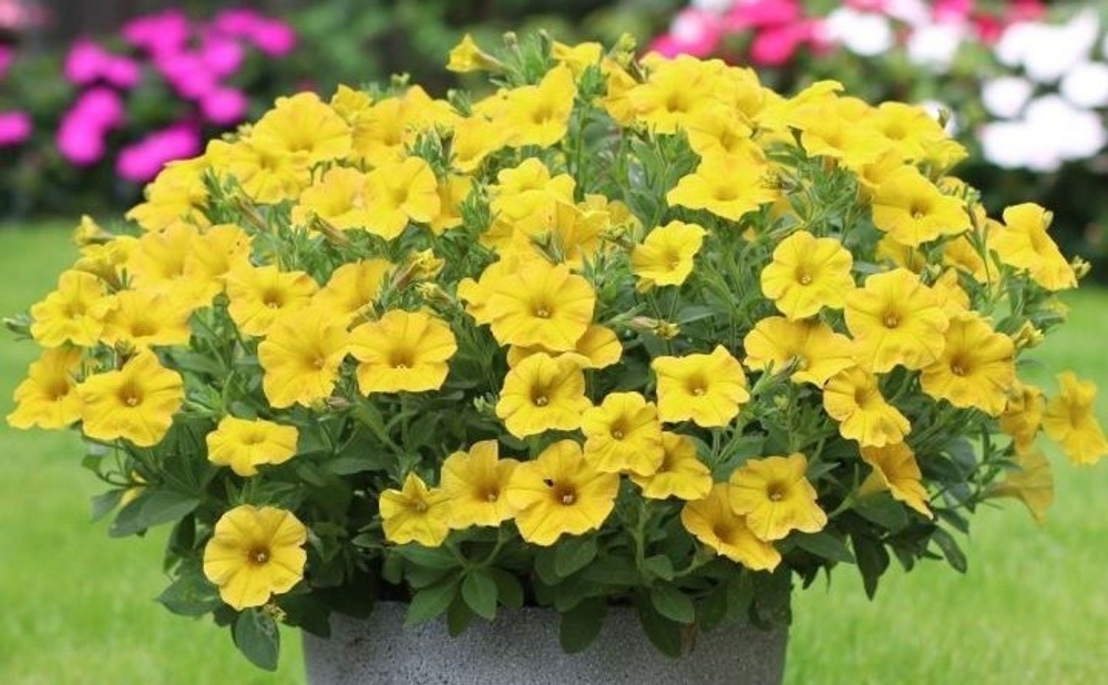 ЕВРО Петхоа BeautiCal Yellow Sun укоренный черенок ЯНВАРЬ 27 поставка 12