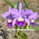 Орхидея цикатонея CCT. FITZ EUGENE DIXON