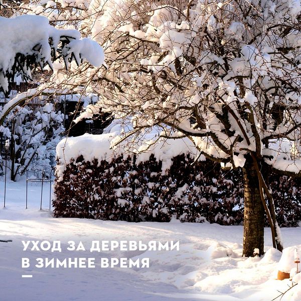 Уход за садом зимой: советы по защите растений Уход за садом зимой: советы по защите растений