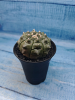 Astrophytum Asterias (Астрофитум)