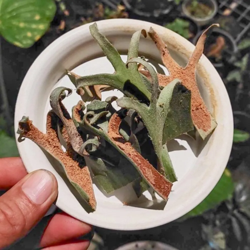 Платицериум Platycerium Bifurcatum x Diversifolium споры