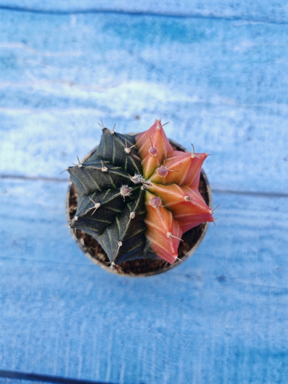 Gymnocalycium Variegata (Гимнокалициум Вариегатный)