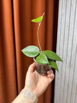 Хойя Паразитика Блэк Эйдж, D7см Н15см, 1шт, Urban Jungle (7583)