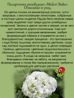 Пеларгония Мидори Буке розебудная