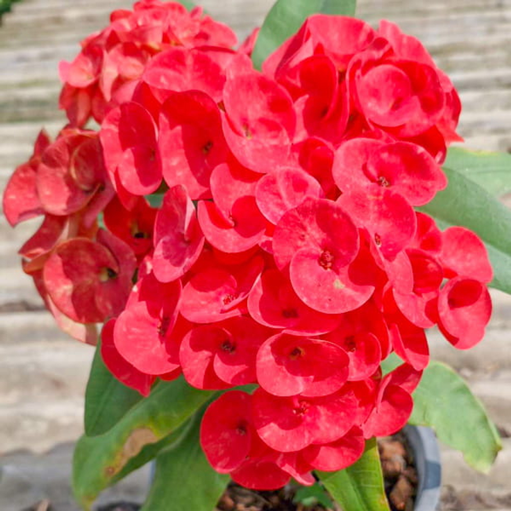 Эуфорбия Миля RED RUBY