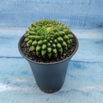 Gymnocalycium Spineless Crested form (Гимнокалициум Кристатный)