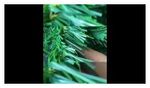 Ель новогодняя искусственная "Classic Green" 150 см, ПВХ, зеленая, ЗОЛОТАЯ СКАЗКА, 591304