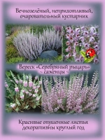 Вереск Серебряный рыцарь вечнозелёный