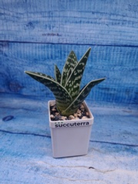 Aloe Variagata